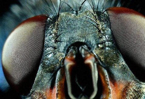 Глаза мухи очень эффективно распознают быстрые объекты (фото Luke Lee/University of California, Berkeley).