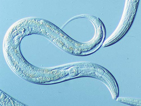 "Звёздами танцпола" области исследования "генов старения" являются нематоды <i>Caenorhabditis elegans</i> (фото с сайта basis.ncl.ac.uk).