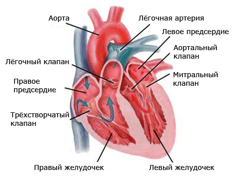      ,   .     ,     .       ,      .       ,      (   micromedcv.com).